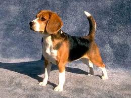 son beagles dificiles de entrenar