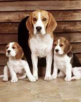 Descripcin: D:\pagina web\IMAGENES\images (9).jpg