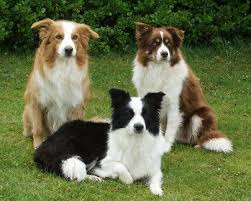 Descripcin: D:\pagina web\IMAGENES\images (11).jpg