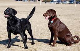 Descripcin: D:\pagina web\IMAGENES\280px-Labrador_Retrievers_blackandchocolate.jpg
